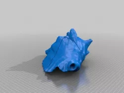 Conch Shell Remix