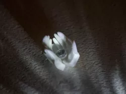 Miniature Cupped Hands