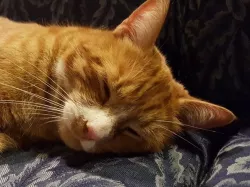 Amazing NinjaFlex Cat Toy for every 3D Printer!