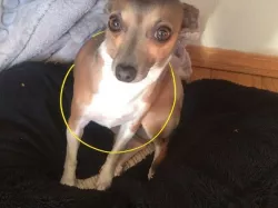 Dog collar
