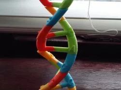 DNA model kit