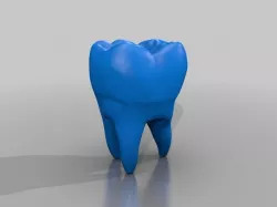 human tooth model