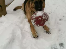 jollyball