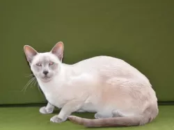 Loulou, siamese cat head