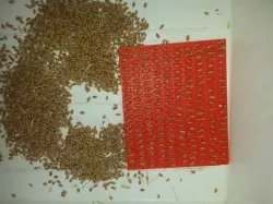 Thousand grains weight