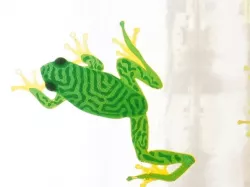 Treefrog Window Climber