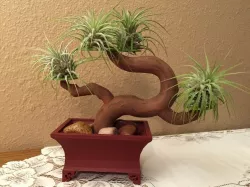 Bonsai Tree and Pot