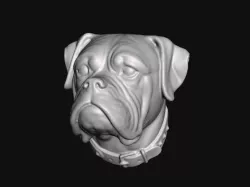 Boxer