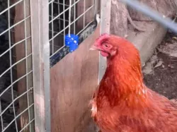 Chicken hutch door catch