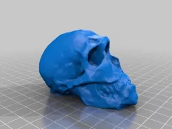 Hominid Skull (123D Catch)