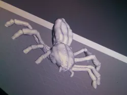spider