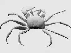 3D scan of a ghost crab