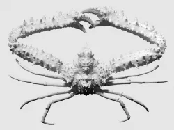 3D scan of an elbow crab