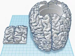 Hollow Brain with Top