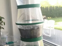 Ice Cream Cup Upcycling to mini stackable window greenhouse