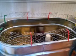 Jurassic Cluck: Chicken Brooder Fence
