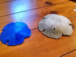 Sand Dollar Fossil