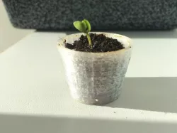 Small flower pot