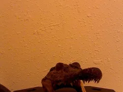 alagator skull