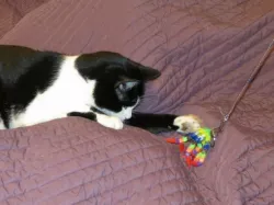 Cat Toy - Articulated Octopus