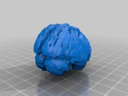 Human Brain