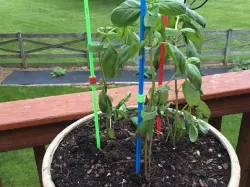 Plant stake
