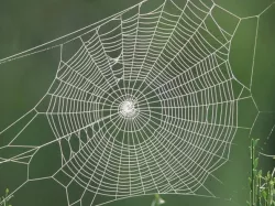 Spider Web