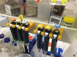 Adhesive-backed pipette holder for Gilson pipettes (1×, 2×, 3×)