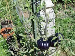 Garden String Clip