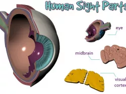Human Sight Parts (Eye, midbrain and visual cortex)