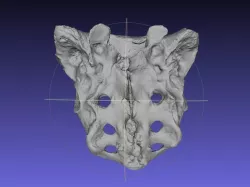 Human Skeleton Sacrum Bone, Real Anatomy Scan