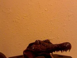alagator skull