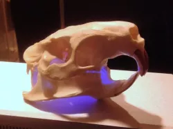 Coypu (Nutria) River Rat Original Skull Scan
