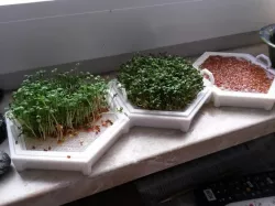 Cress-seed growing-sieve