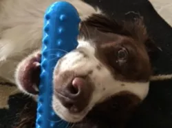 Dog Training Bumber / Boat Bumper