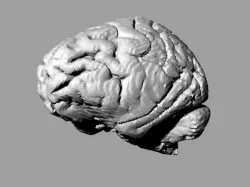 Gorilla brain