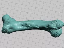 Manatee Humerus Bone - High Resolution Scan