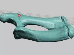 Manatee Radius and Ulna - High Resolution Scan