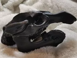 Manatee Skull and Mandible High Resolution Scan