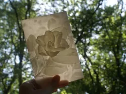 Camellia More-Than-a-Lithophane