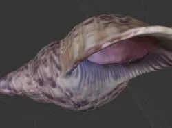 Shell - 3D Scanned with Structure Sensor