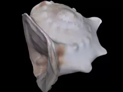 Shell - 3D Scanned with Structure Sensor