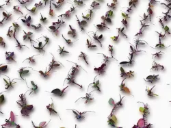 Teaser - arthropoda - ALL OPENSCAD
