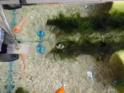Aquarium bubbler venturi effect