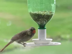 Big Bird Bottle Feeder
