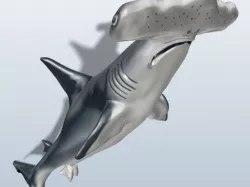 Great Hammerhead Shark