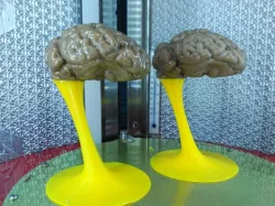 Göttingen mini pig brain from MRI