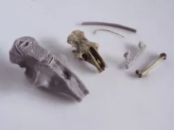 Owl Pellet Discovery Kit
