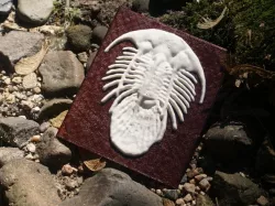 Trilobite More-Than-a-Lithophane