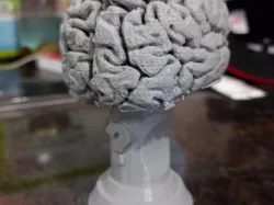 Trivia Night Trophy